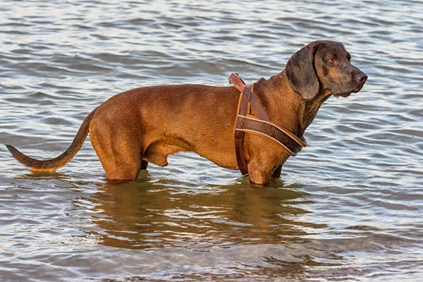 Redbone Coonhound