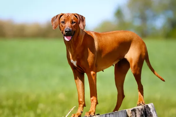 Rhodesian Ridgeback