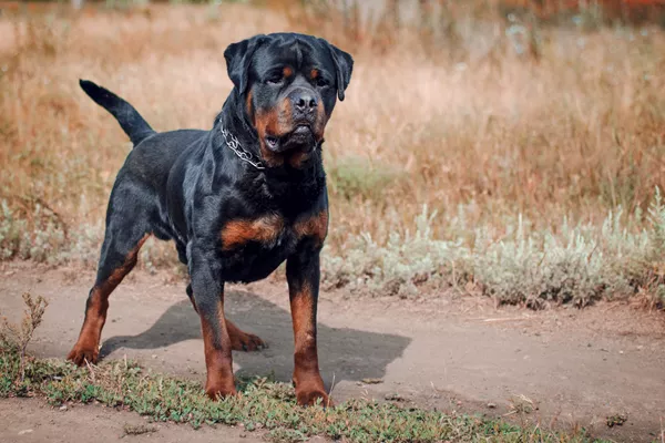 Rottweiler