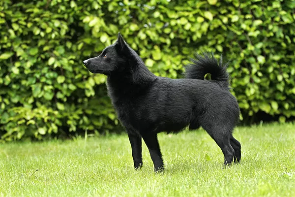 Schipperke