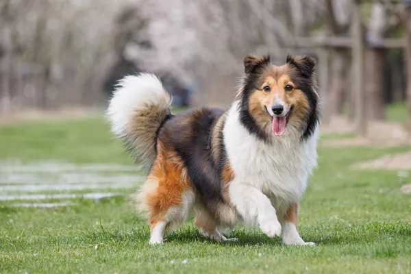 Sheltie