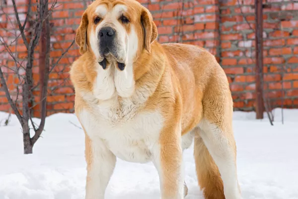 Spanish Mastiff