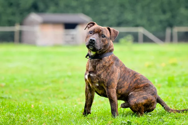 Staffordshire Bull Terrier