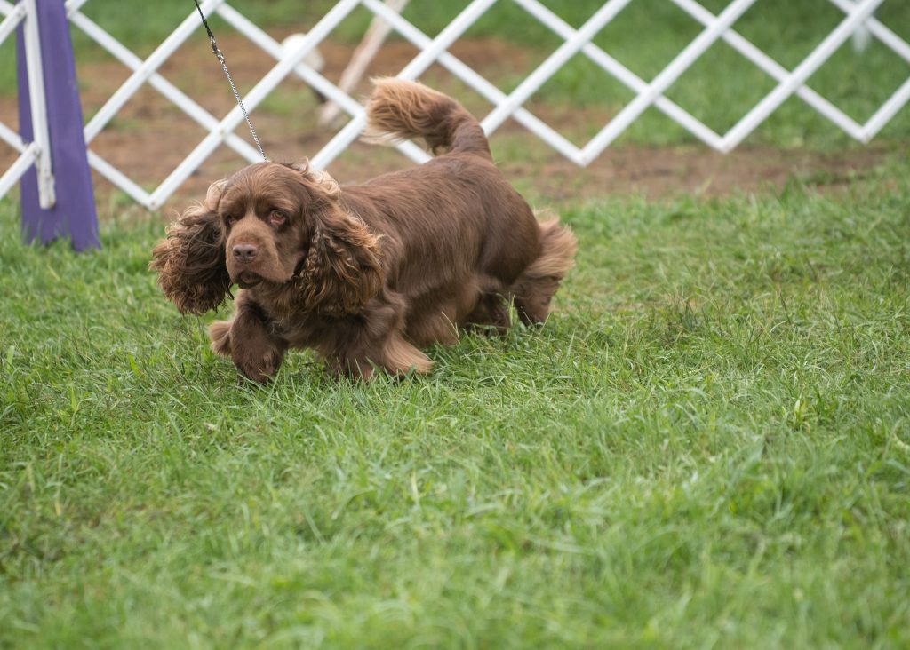 Sussex Spaniel walking on a leash in the grass