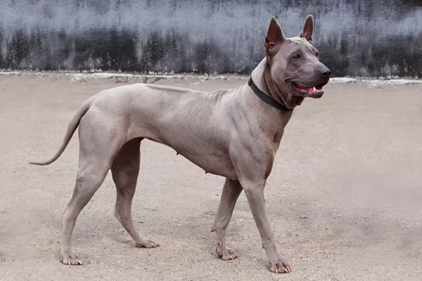 Thai Ridgeback