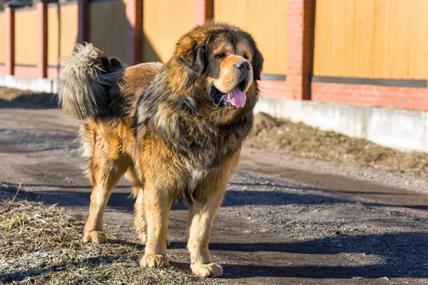 Tibetan Mastiff