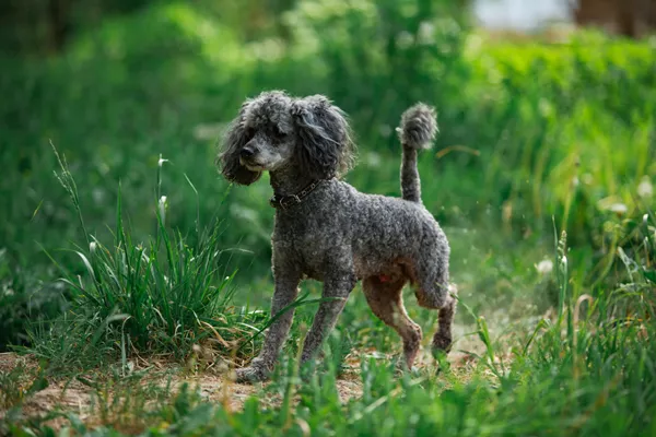 Toy Poodle