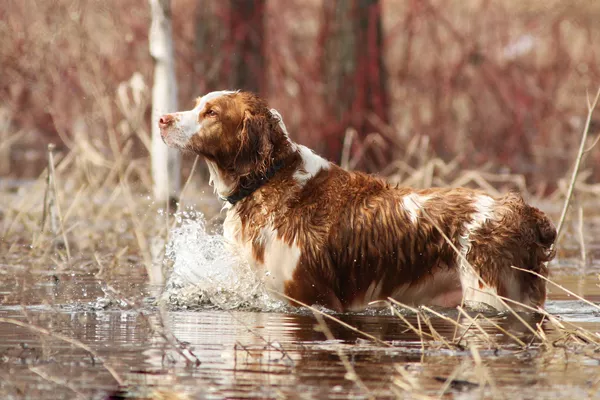 Welsh Springer Spaniel