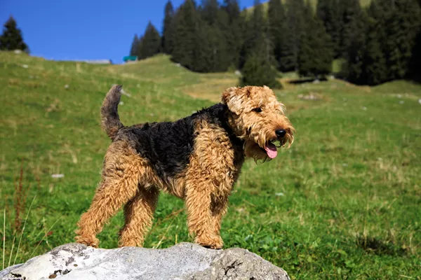 Welsh Terrier