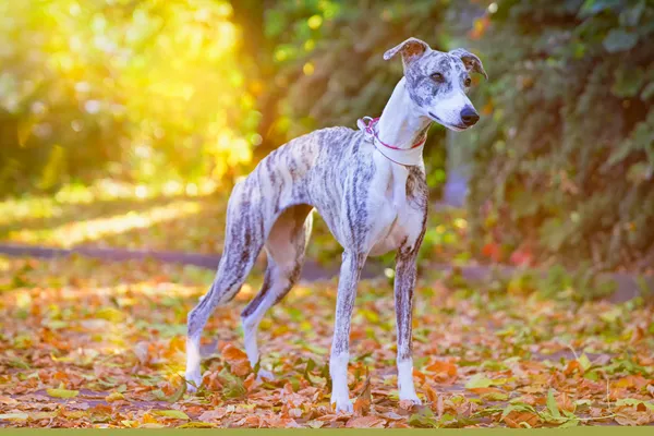 Whippet