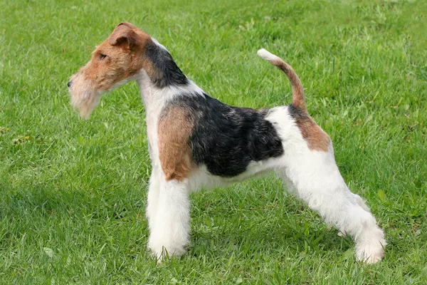 Wire Fox Terrier