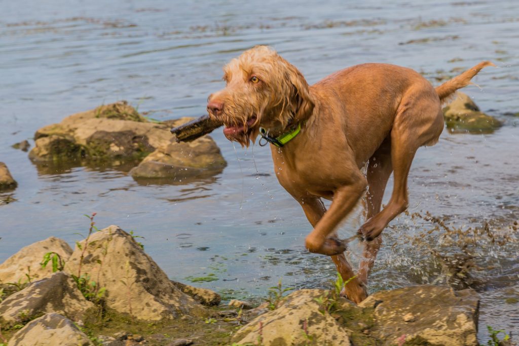 Wirehair Vizsla running near the water