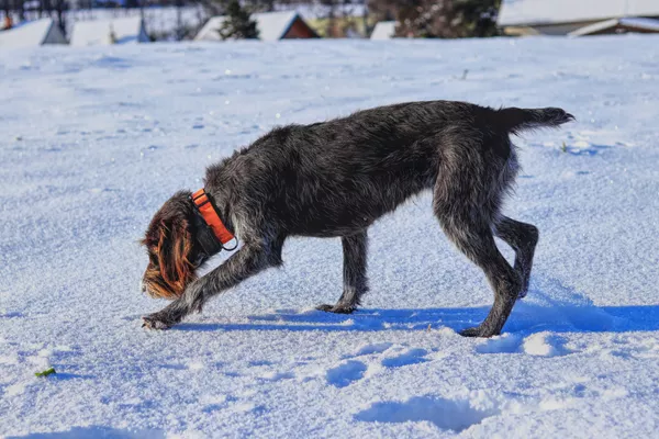 Wirehaired Pointing Griffin